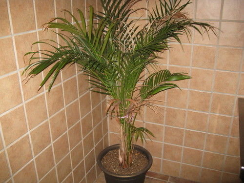 Economy Inn New Orleans Arabi Bagian luar foto